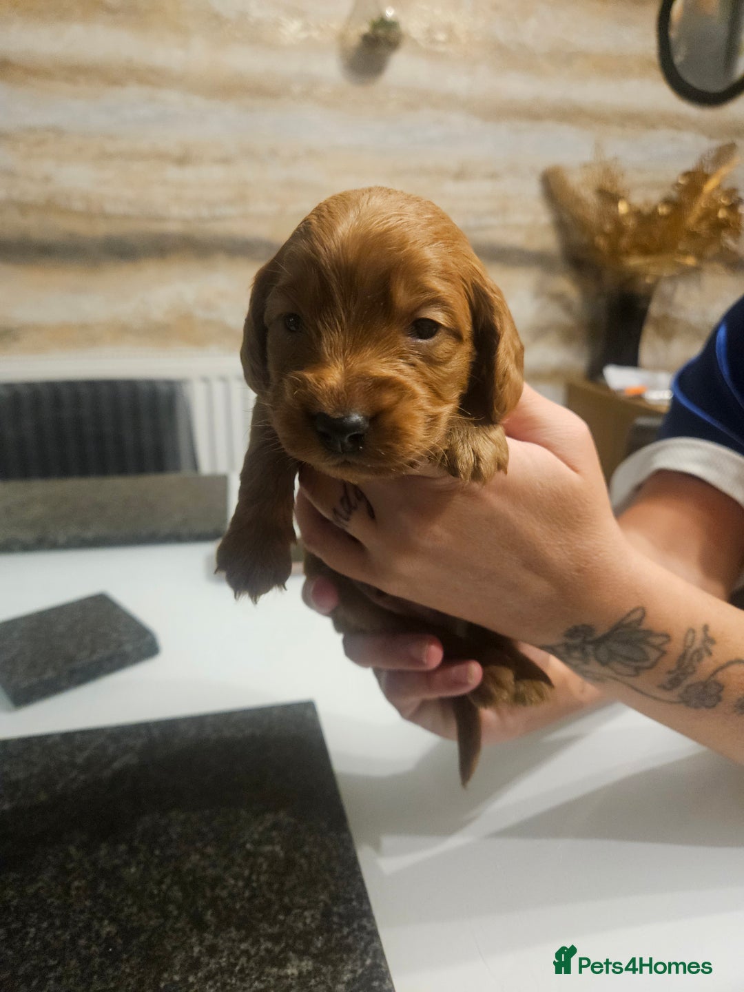 Cockapoo dogs for sale: F2 cockapoo boys 1 left available  - Advert 18