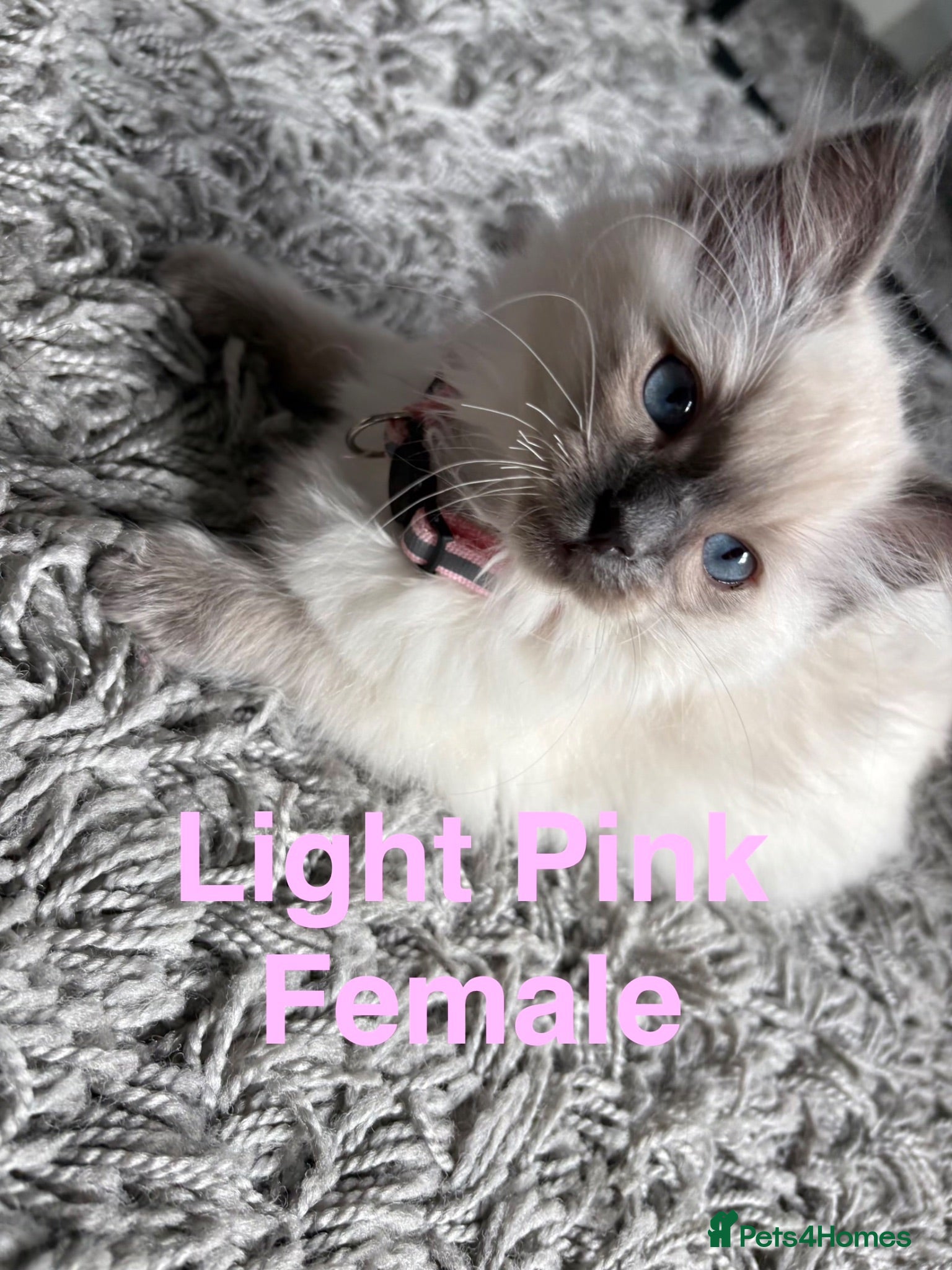 Ragdoll cats 💙 Only 4 Pure Ragdoll Kittens Left 💙 - Advert 2