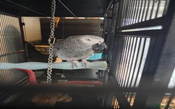 Parrots birds for sale: African Grey Parrot  - Image 4