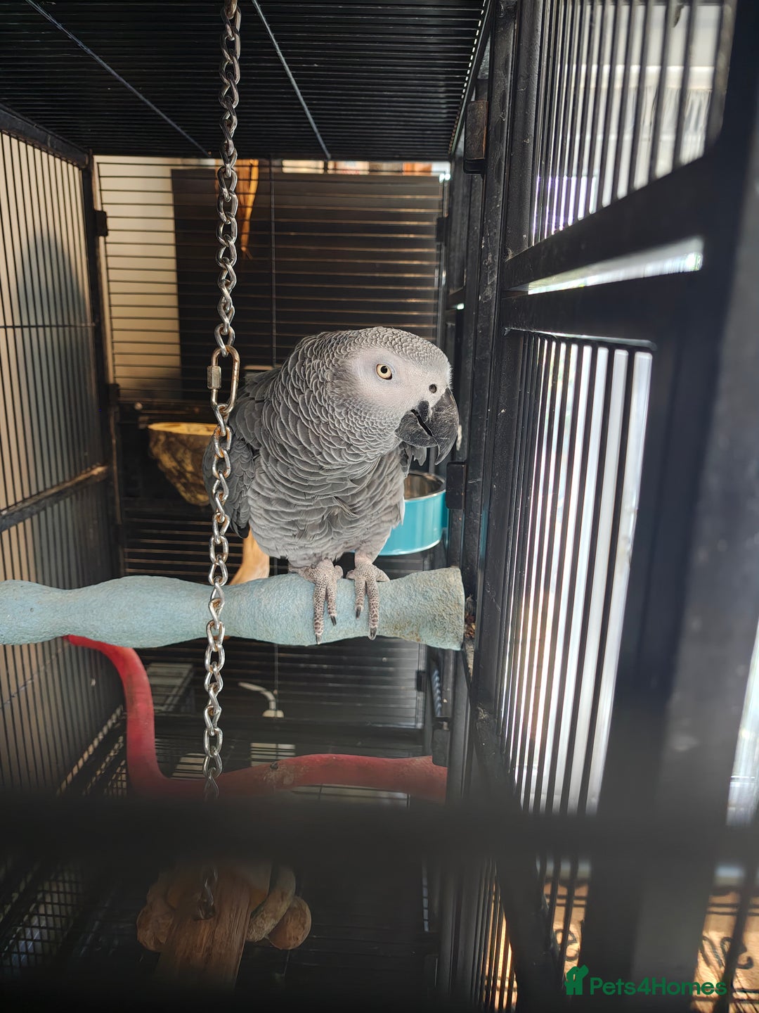 Parrots birds for sale: African Grey Parrot  - Image 4