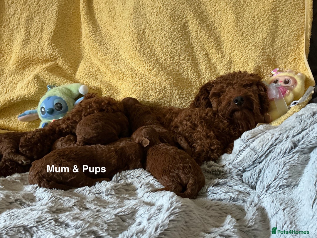 Toy Poodle dogs for sale: Stunning Deep Red Toy Poodles 🐩 Ready 16th Oct - Image 5
