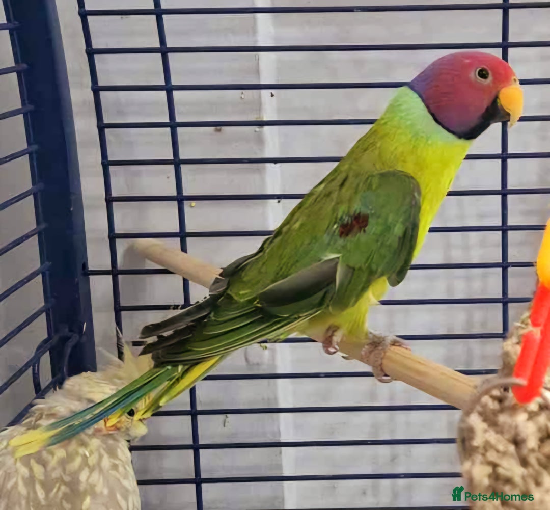Parakeets birds for sale: Male Plum Headed Parakeet - Image 1