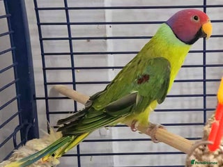 Parakeets birds - Advert 32