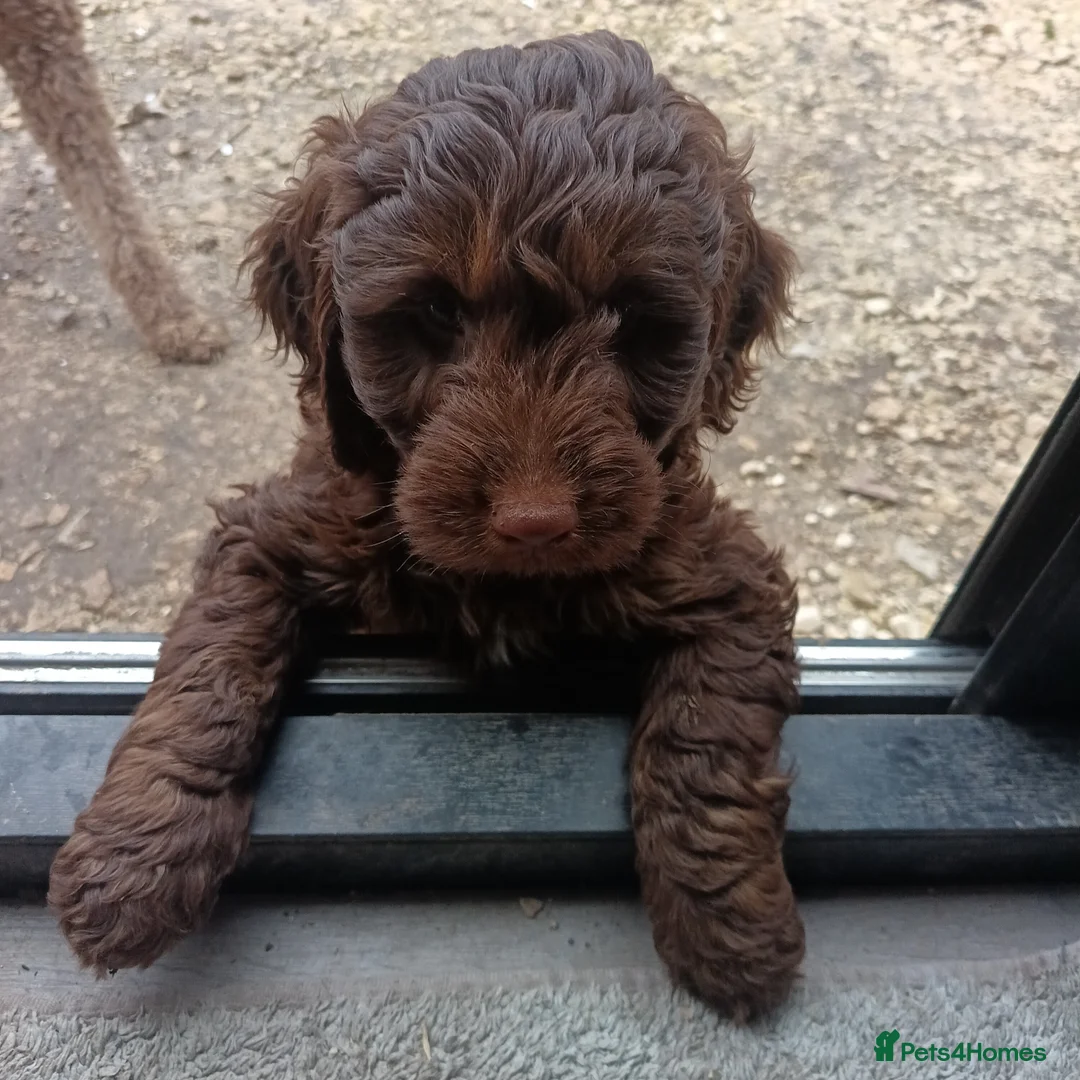 Double Doodle dogs for sale: 🌈Fully vaccinated and ready to meet the world 🌈 - Advert 17