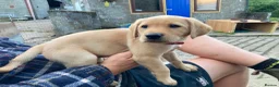 Labrador Retriever dogs for sale: Two male Labrador puppies ready for new homes  in Shrewsbury - Advert 4