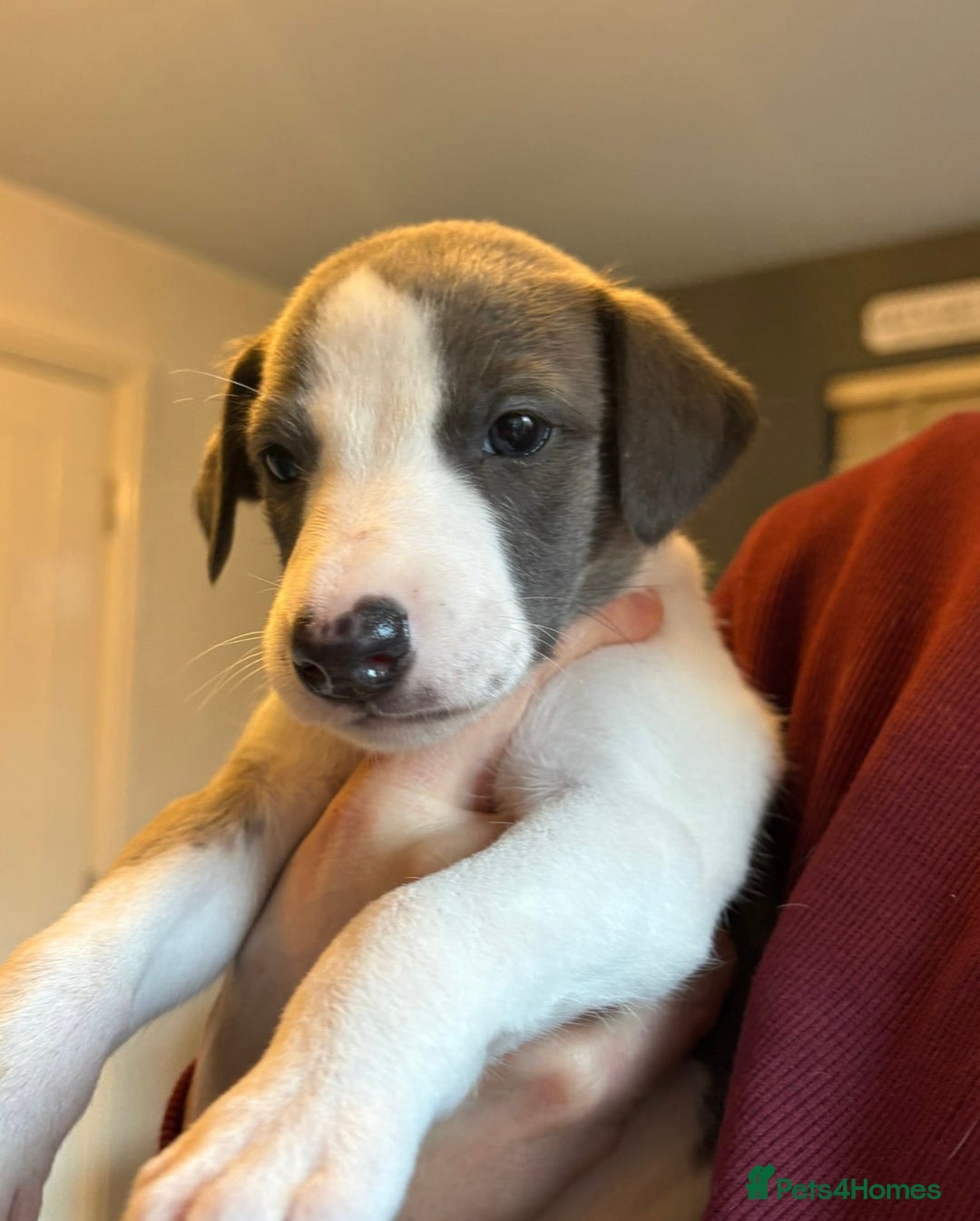 Whippet dogs for sale: 3 boys available  - Advert 17