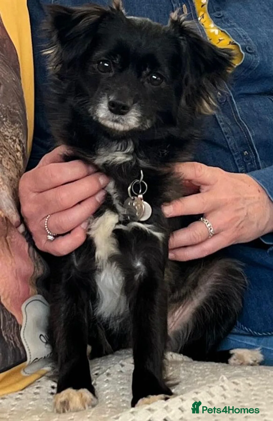 Mixed Breed dogs for adoption: Lira  in Market Harborough - Advert 3