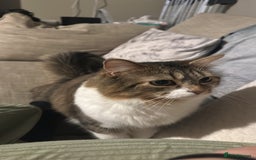 Mixed Breed cats for sale: Almost 3 year old girl cat  - Image 5