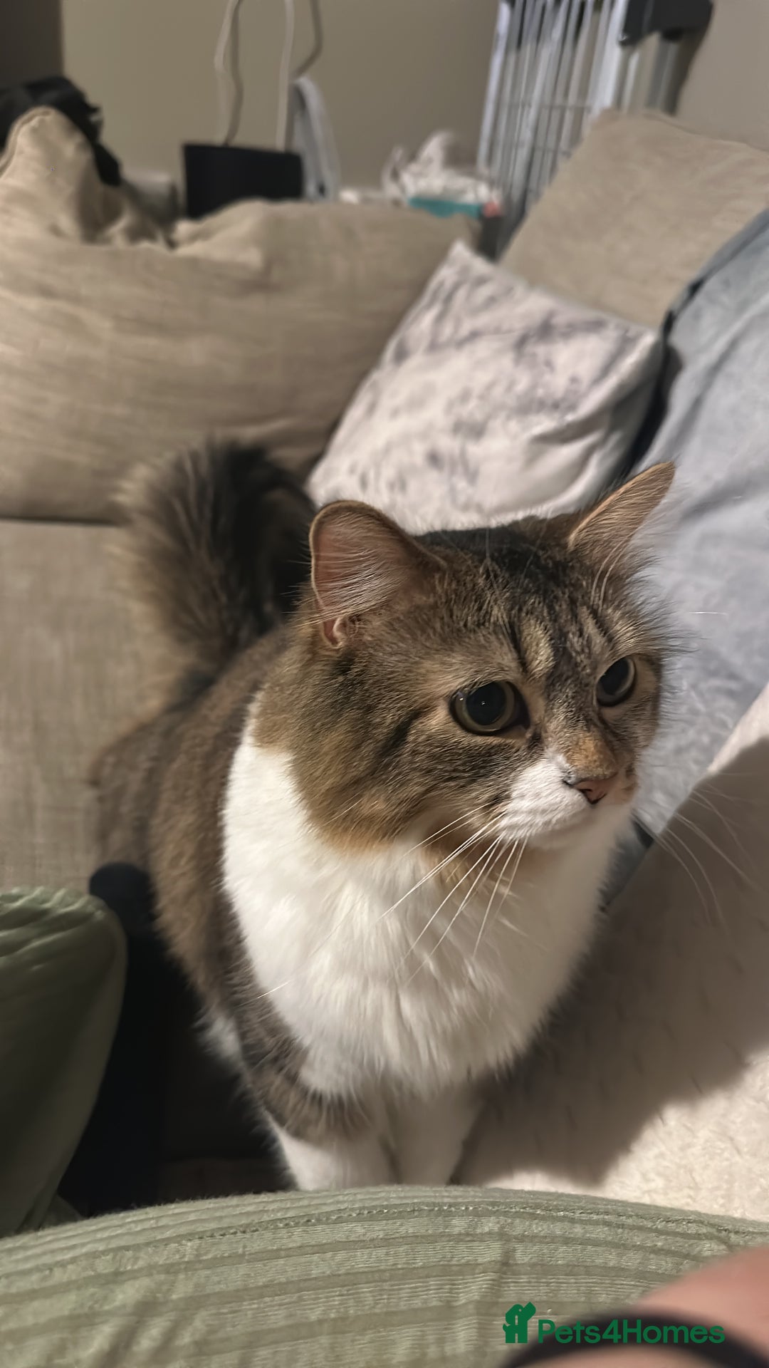 Mixed Breed cats for sale: Almost 3 year old girl cat  - Image 5