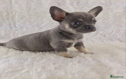 Chihuahua dogs for sale: Chihuahua X French Bulldog Puppies  - Image 3