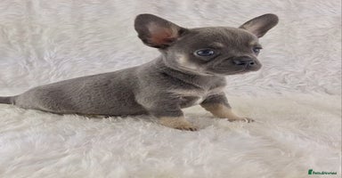 Chihuahua dogs - Advert 4