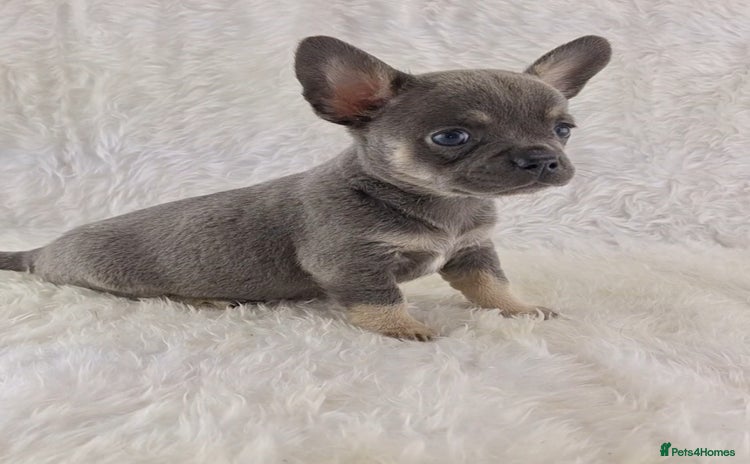 Chihuahua dogs - Advert 2