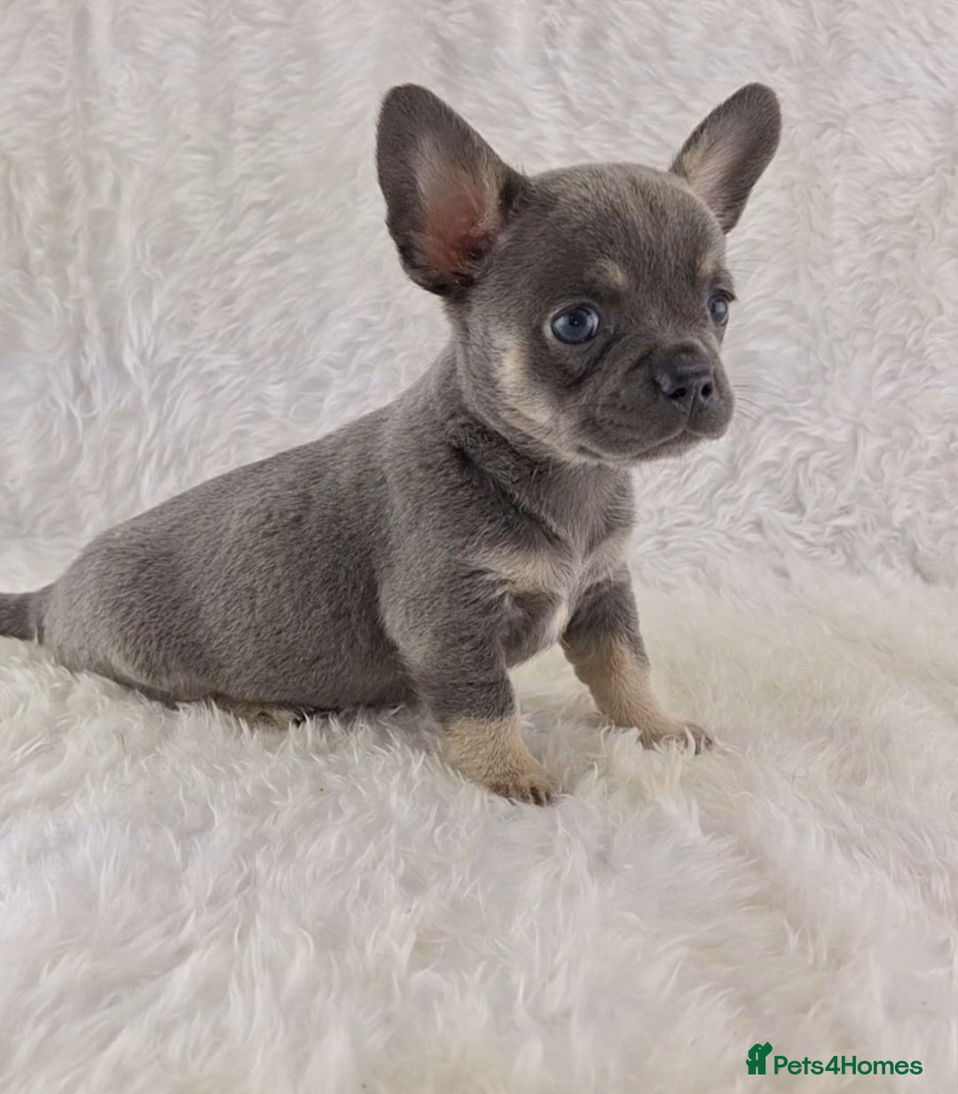 Chihuahua dogs for sale: Chihuahua X French Bulldog Puppies  - Image 3