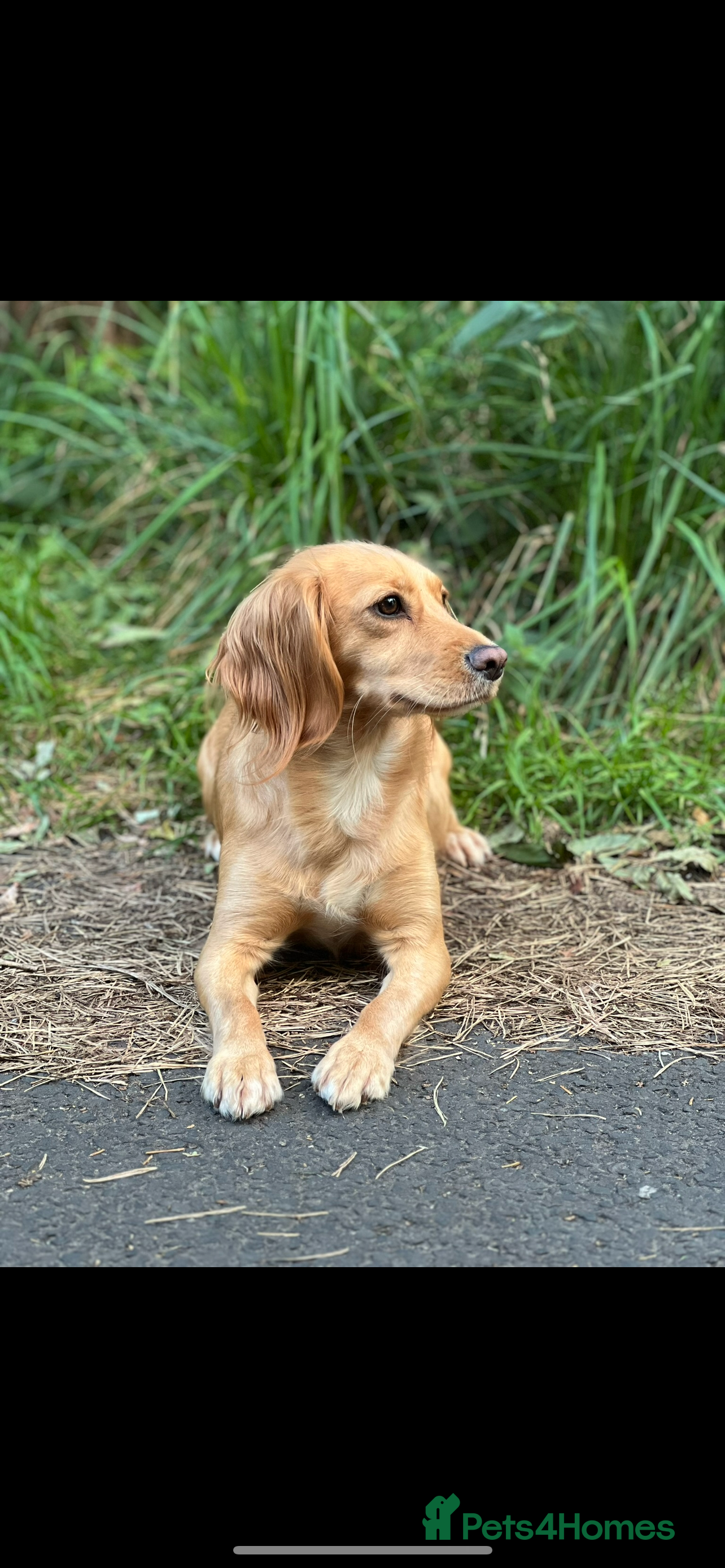 Cocker Spaniel dogs 2 Gorgeous Cocker spaniels puppy’s 🤩🥰 in Pitlochry - Advert 13