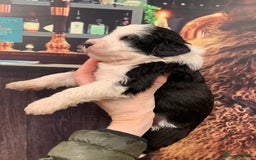 Sheepadoodle dogs for sale: Medium Sheepadoodle Puppies Available  - Image 12