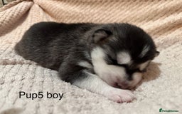 Utonagan dogs for sale: Siberian husky x malamute puppies - Image 18
