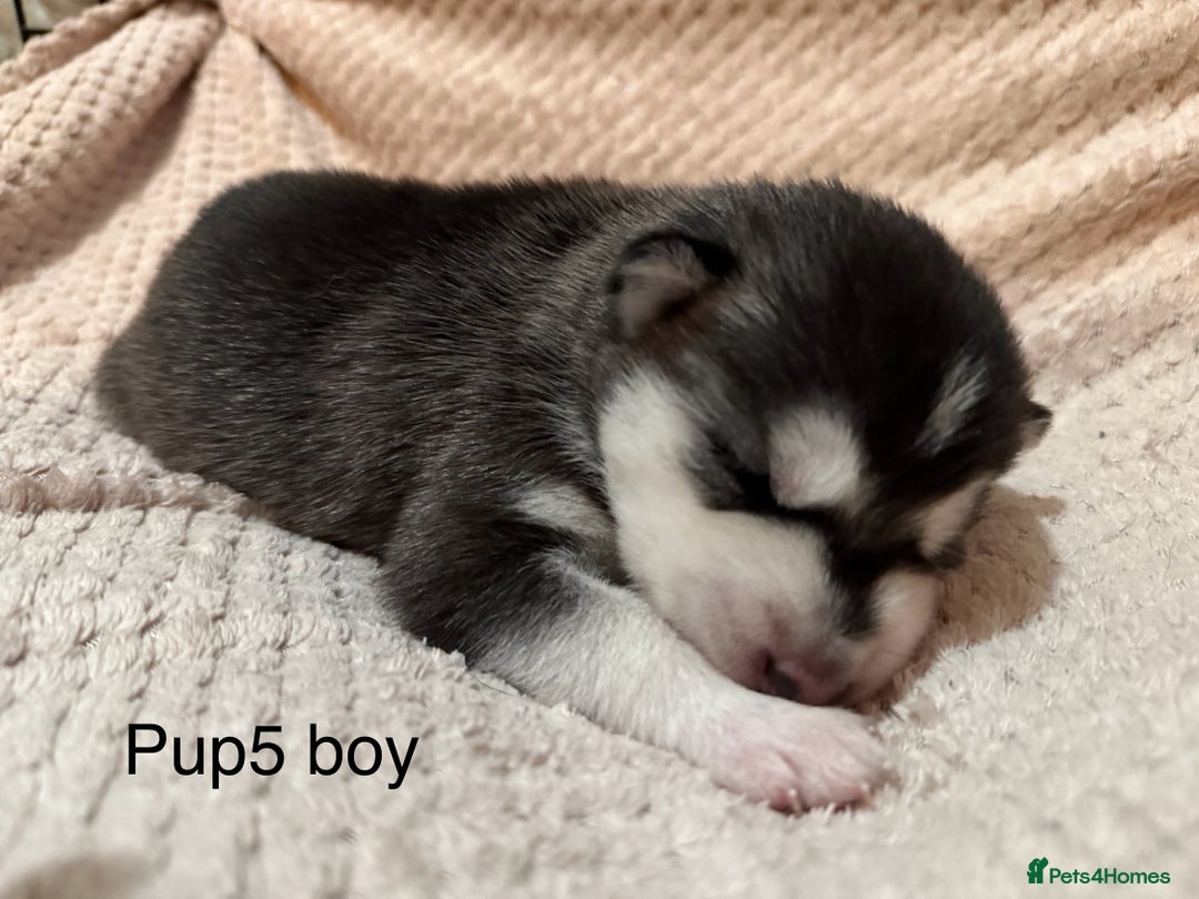 Utonagan dogs for sale: Siberian husky x malamute puppies - Image 18