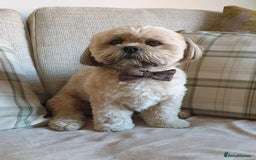Lhasa Apso dogs for stud: Gorgeous proven KC registered Cooper for **stud** in Pontefract - Image 1