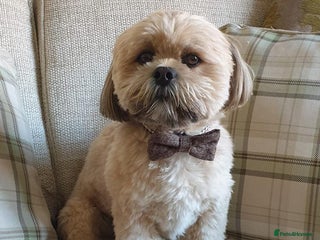 Lhasa Apso dogs in Pontefract - Advert 5