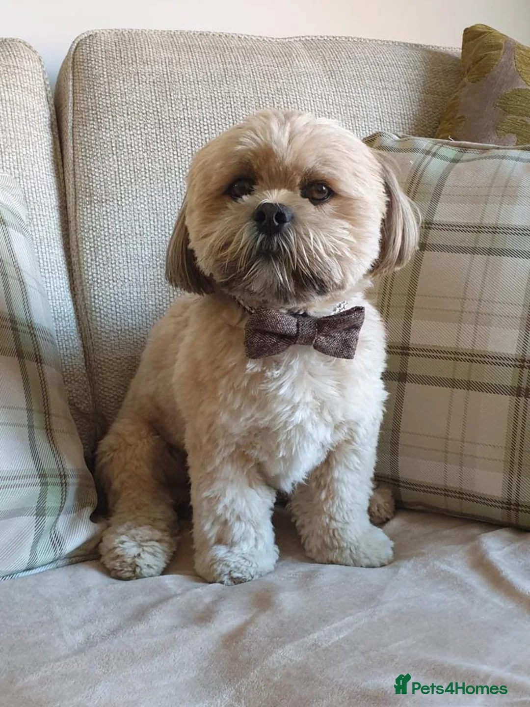 Lhasa Apso dogs for stud: Gorgeous proven KC registered Cooper for **stud** in Pontefract - Advert 1