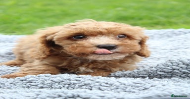 Cavapoochon dogs - Advert 4