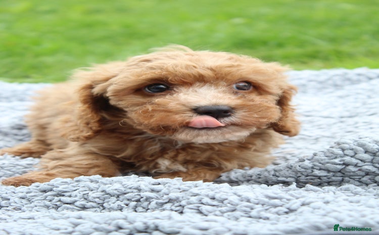 Cavapoochon dogs - Advert 5