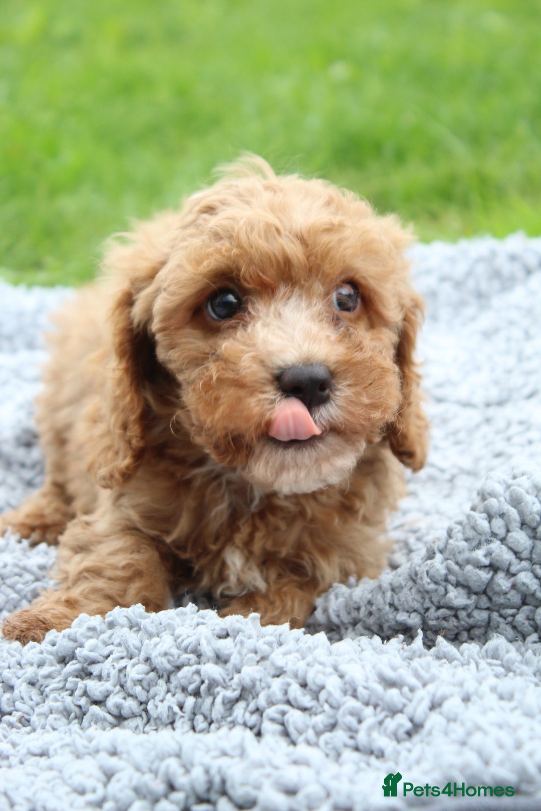 Cavapoochon dogs for sale: Stunning litter of Cavapoochons Ready Thursday  - Image 2