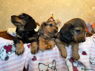 Miniature Dachshund dogs Adorable longhaired mini dachshund puppies - Advert 5