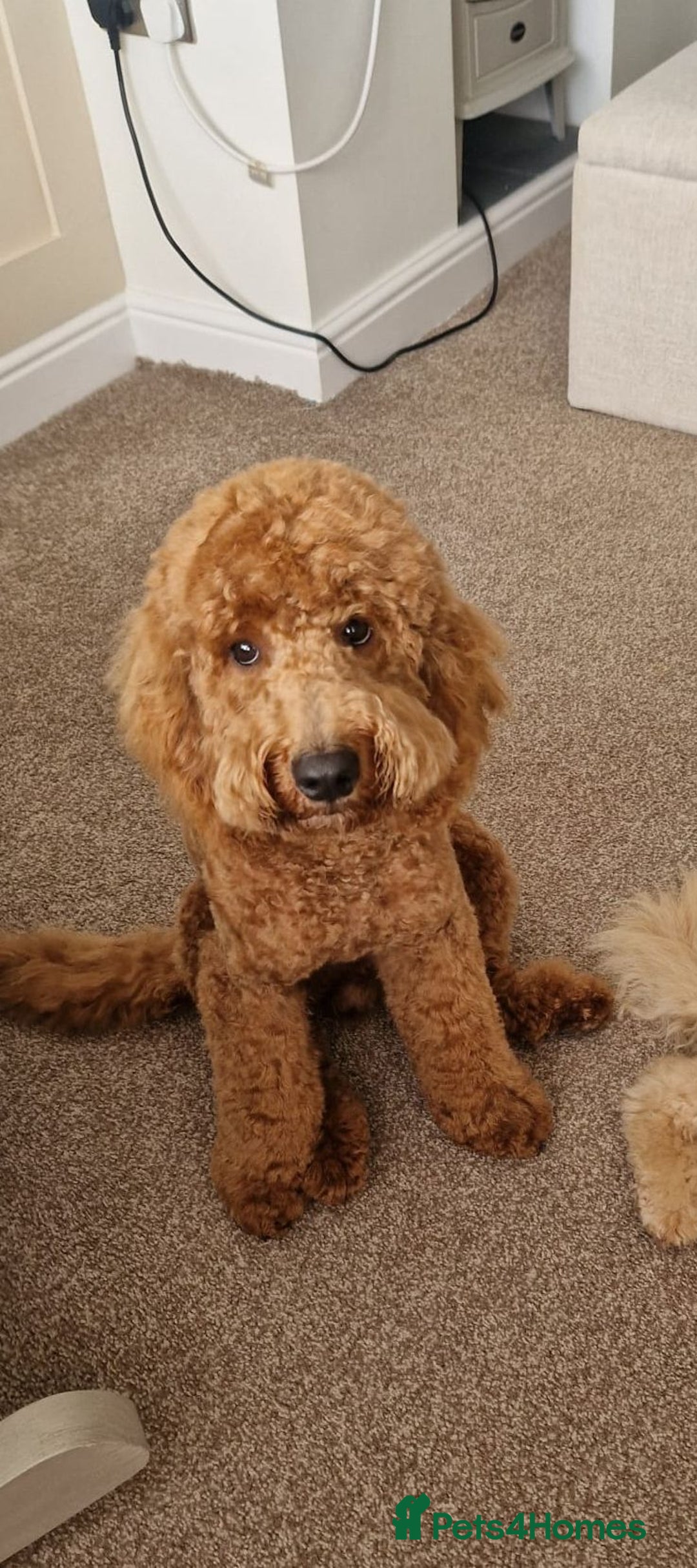 Cockapoo dogs for stud: Cockapoo for Stud - Advert 3