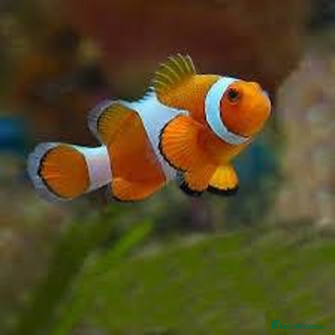 Other/Mixed Breed fish for sale: Marine fish needing a new home! - Image 2