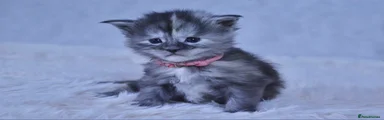 Pink collar (sweetie) previously red