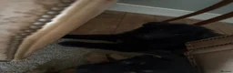 German Shepherd dogs for sale: German shepherd puppy for sale  - Advert 5