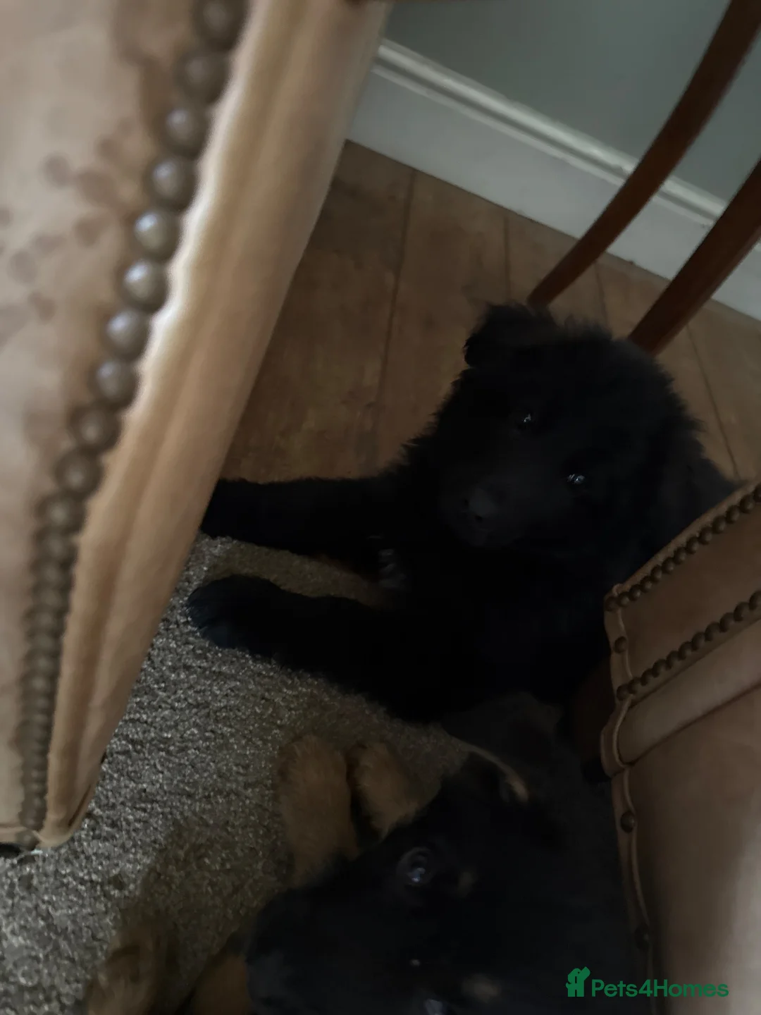 German Shepherd dogs for sale: German shepherd puppy for sale  - Advert 5