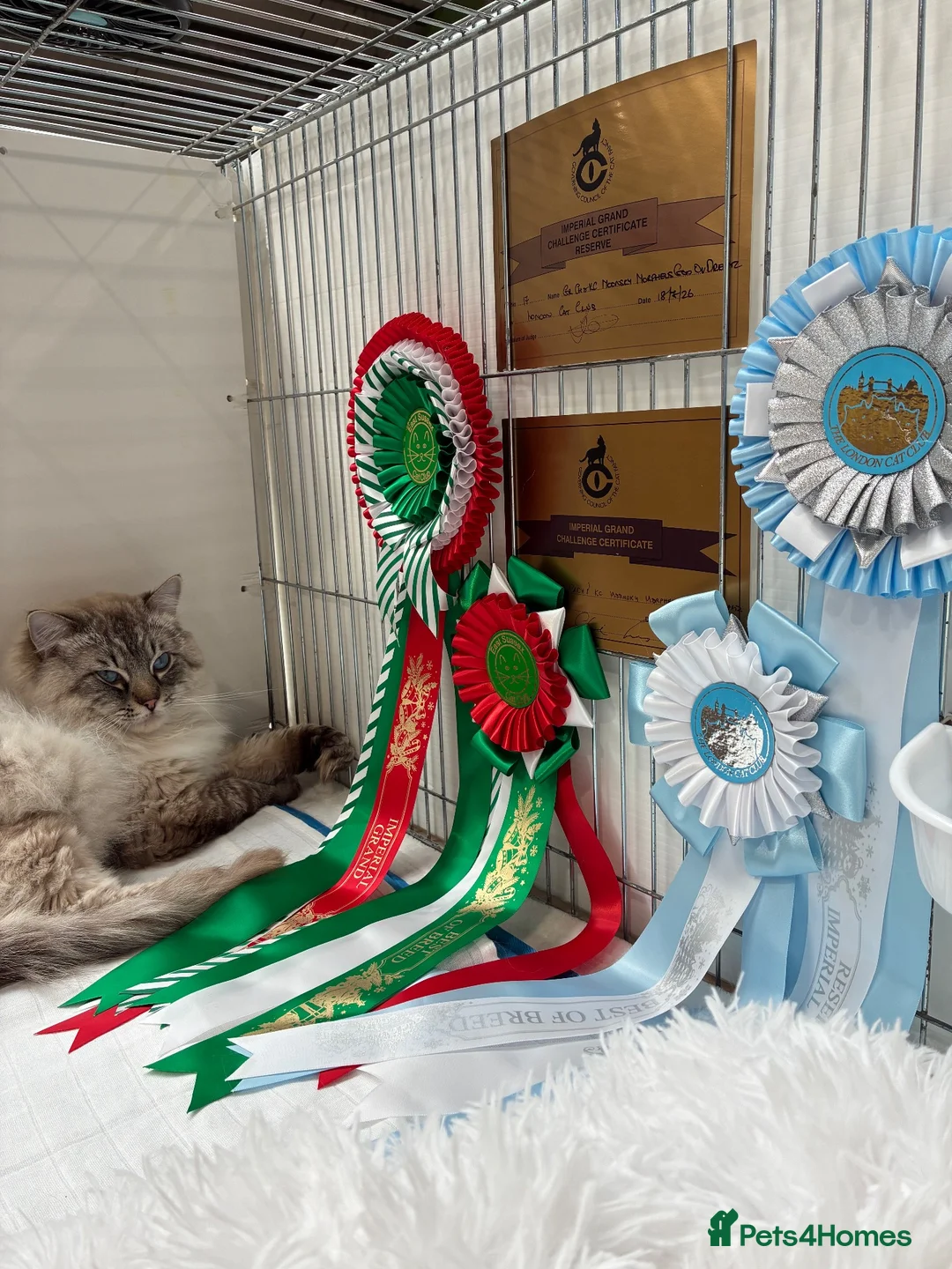 Ragdoll cats for sale: Gccf registered ragdolls - Advert 11