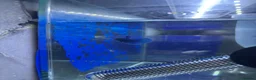 Bettas fish for sale: Mixed betta fish  - Advert 29