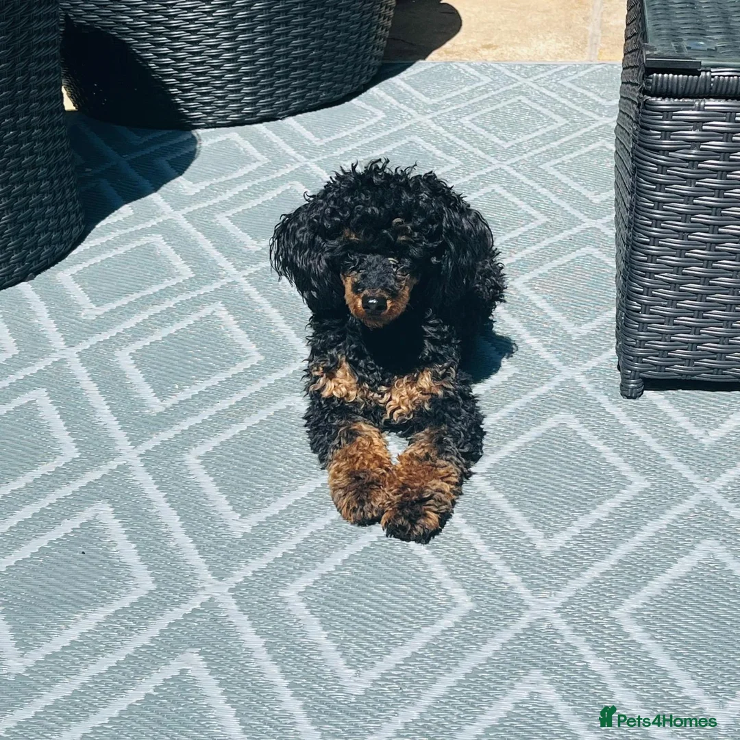 Toy Poodle dogs for sale: Toy Poodle Male - Advert 16
