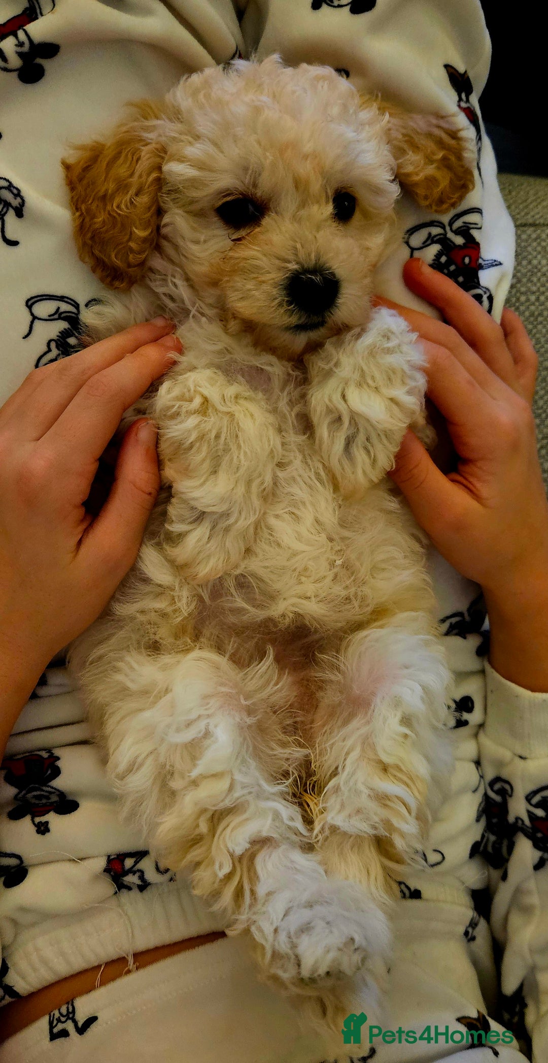 Poochon dogs for sale: 1 girl left!! Poochon pups ready to leave. - Advert 17