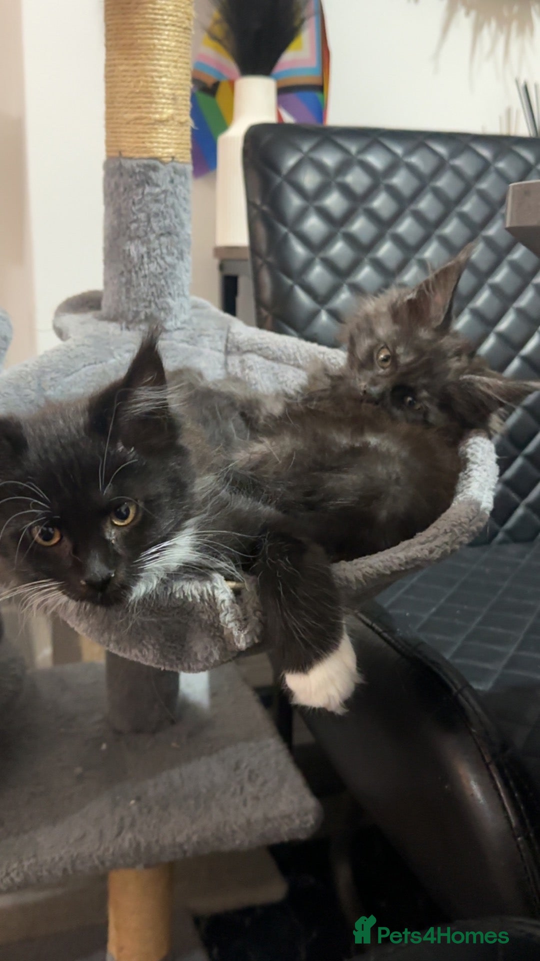 Maine Coon cats 2 females left ready now  - Advert 15