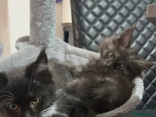 Maine Coon cats 2 females left ready now - Advert 15