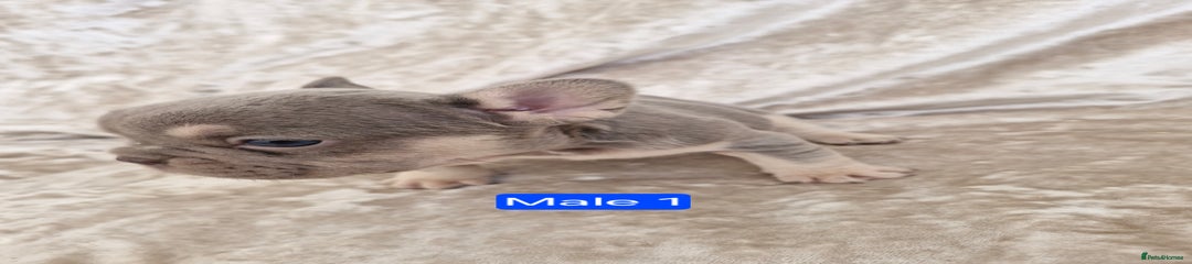 Male 1