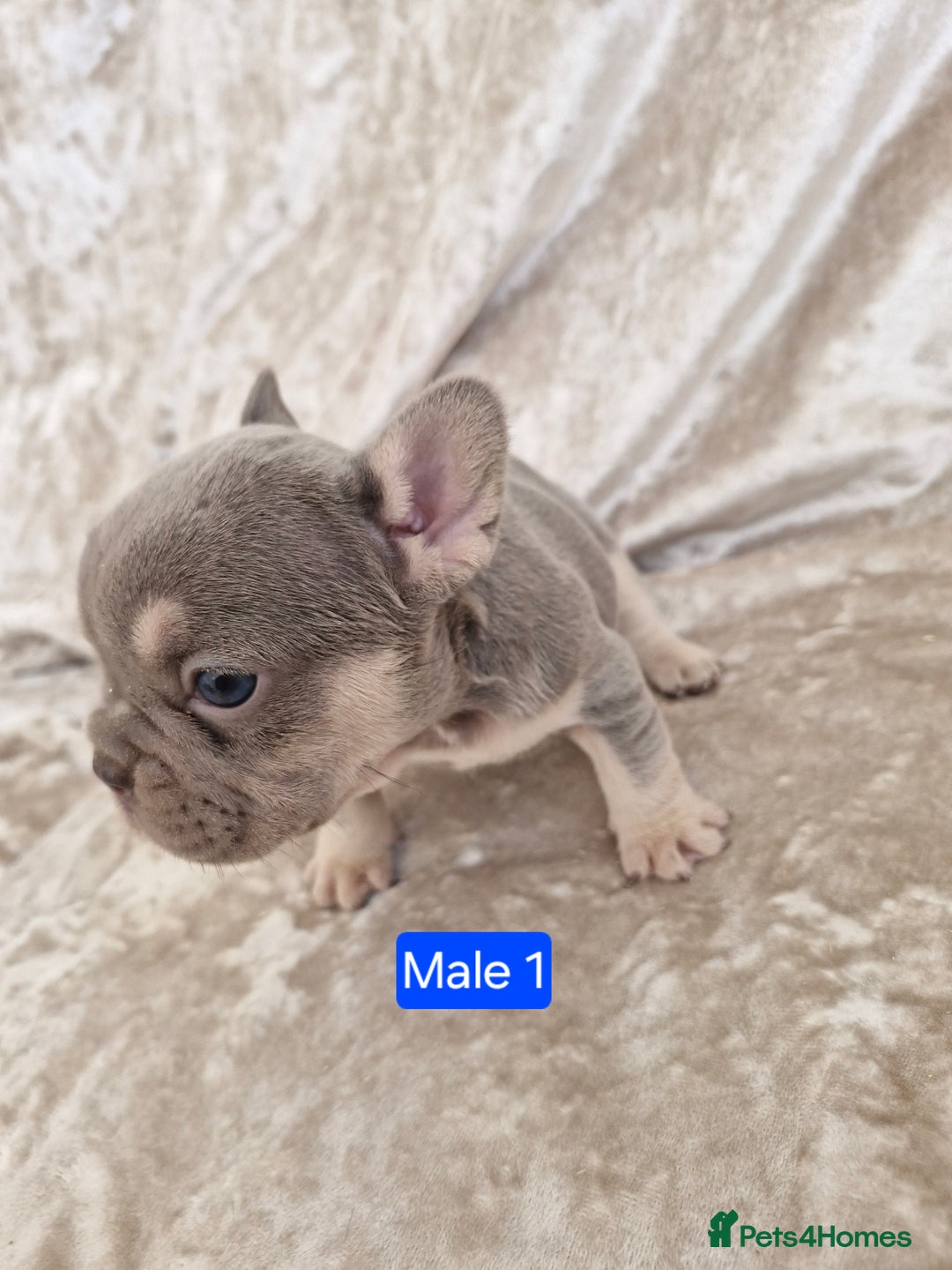 French Bulldog dogs for sale: French Bulldog Puppies  - Image 4