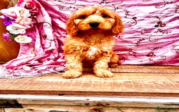 Cockapoo dogs for sale: Quality F1 Cockapoo Puppies GIRLS Various pricing  - Image 32