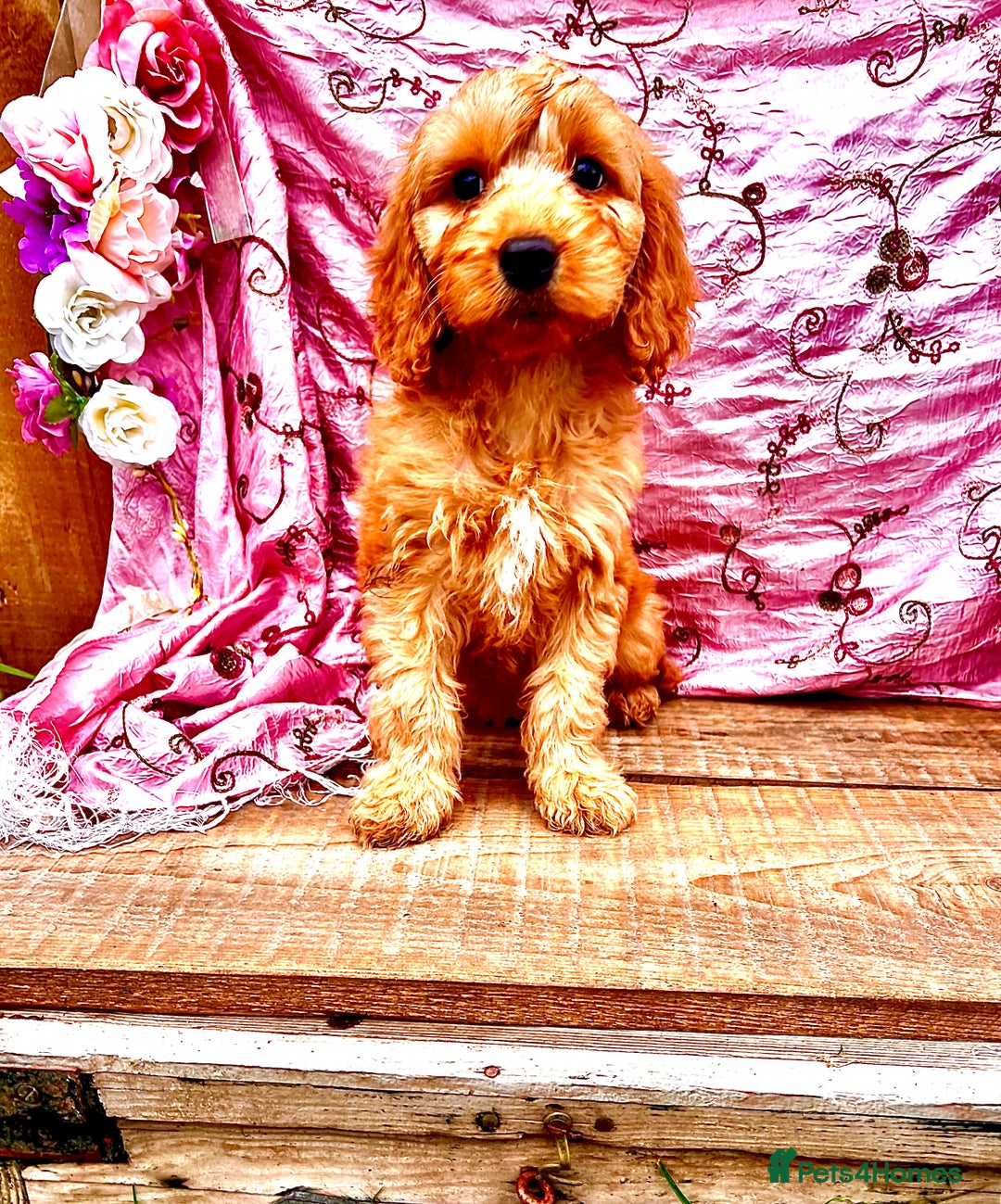 Cockapoo dogs for sale: Quality F1 Cockapoo Puppies GIRLS Various pricing  - Image 32