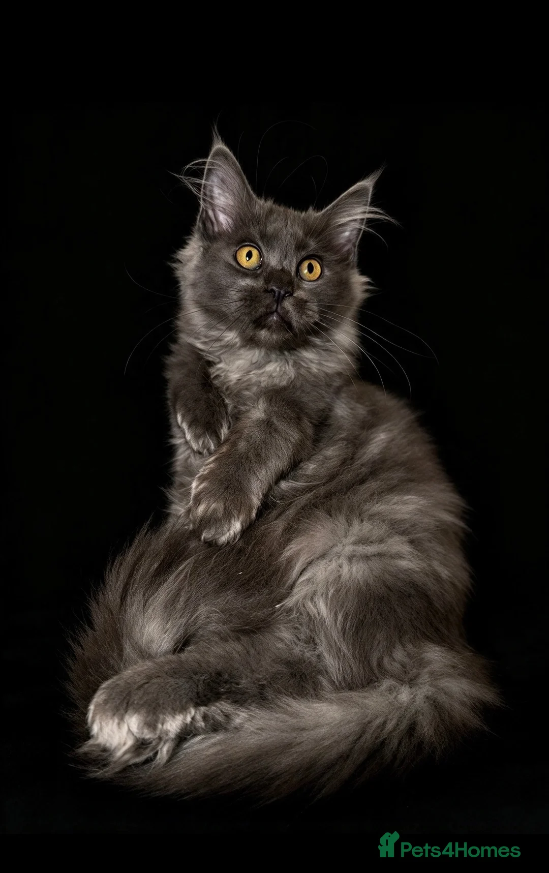 Maine Coon cats for sale: 1 left TICA Registered Maine Coon Kittens - Advert 1