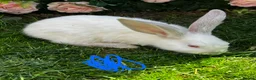 Continental Giant rabbits for sale: 4 mail continental Giants in Canterbury - Advert 7