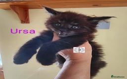 Maine Coon cats for sale: Absolutelly gorgeous kittens  - Image 18