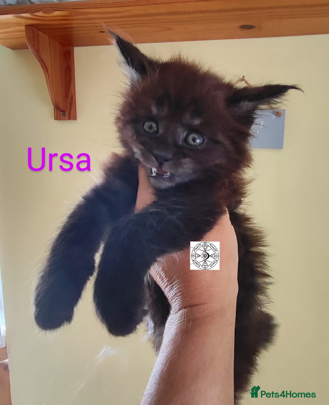 Maine Coon cats for sale: Absolutelly gorgeous kittens  - Image 18