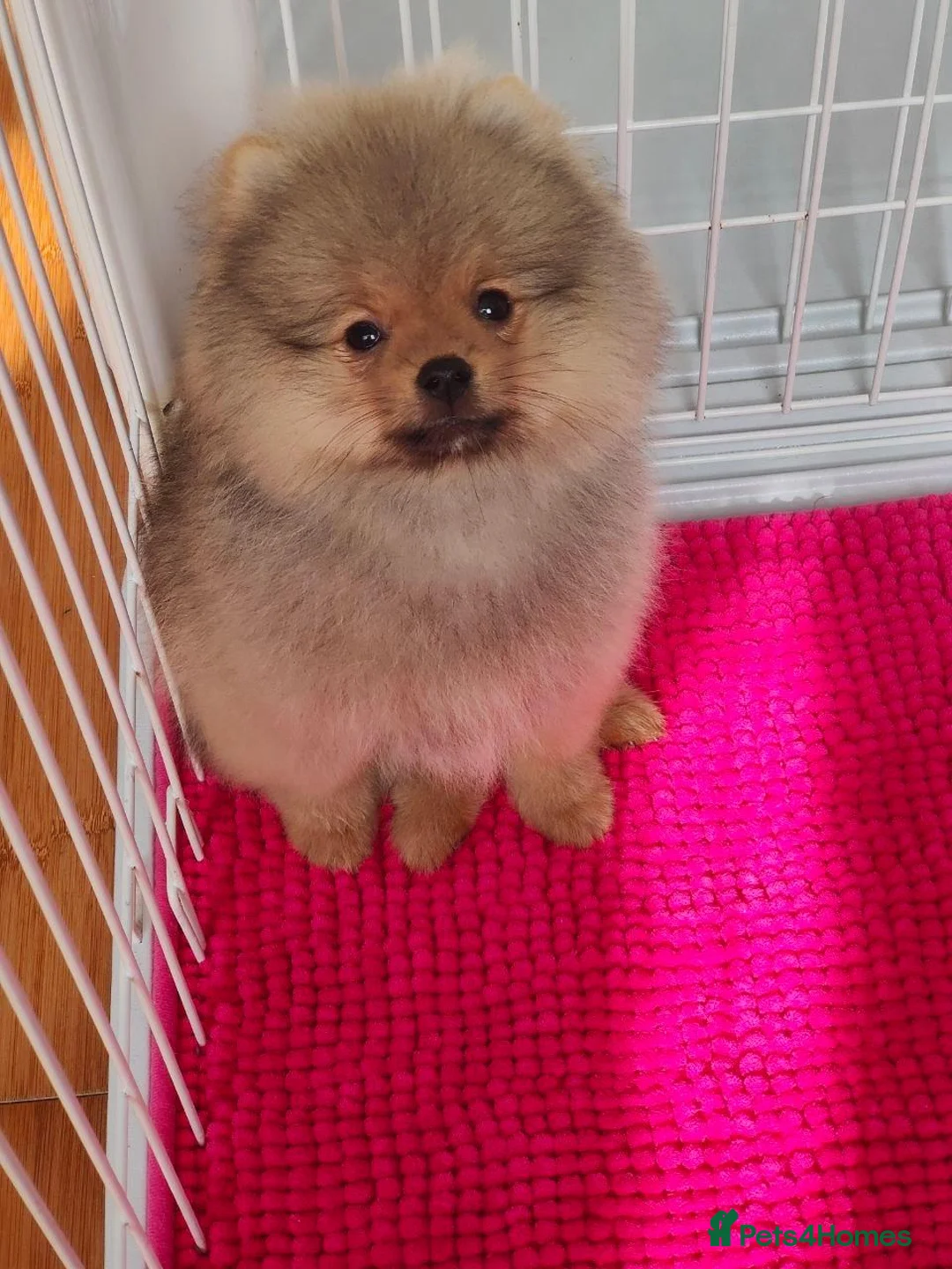 Pomeranian dogs for sale: Adorable Pomeranian Puppy boy for Sale. - Advert 2