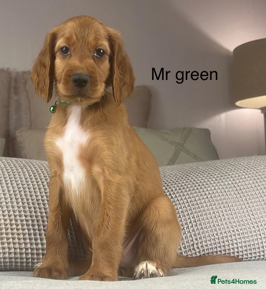 Irish Doodle dogs for sale: The perfect Doodle - Advert 17