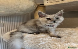 Maine Coon cats for sale: Stunning Maine Coon girls  - Image 15